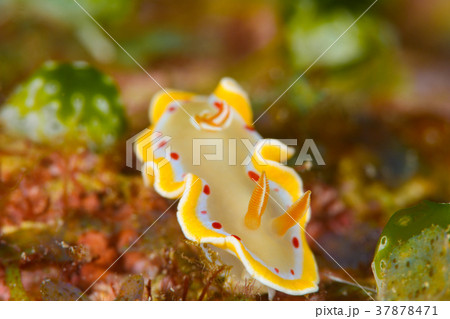アカテンイロウミウシ アカテンイロウミウシ 37878471
