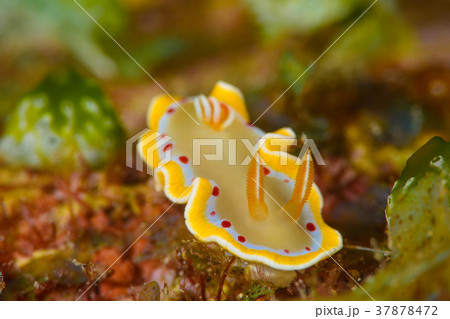 アカテンイロウミウシ アカテンイロウミウシ 37878472