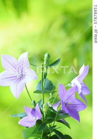 キキョウ　青花　緑背景 37878951