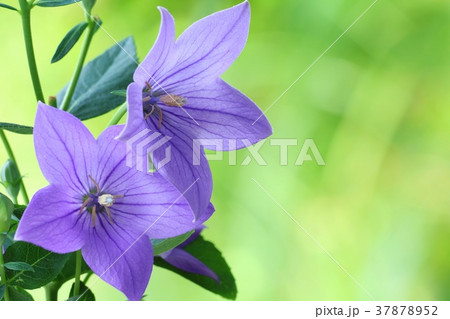 キキョウ　青花　緑背景 37878952