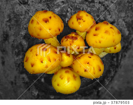 Pholiota golden yellow. Pholiota golden yellow. 37879503