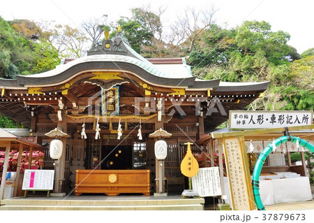 神奈川県藤沢市　江の島　江島神社辺津宮社殿と茅の輪 37879673