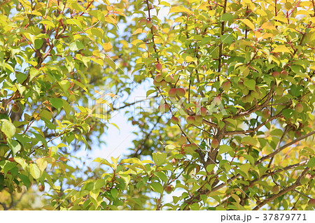 色づく梅の実 色づく梅の実 37879771