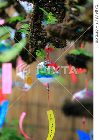 浅草ほおずき市 7月 風鈴 釣り忍 の写真素材