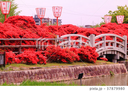 長岡天満宮(長岡京市)八条ケ池に咲くつつじ 長岡天満宮(長岡京市)八条ケ池に咲くつつじ 37879980