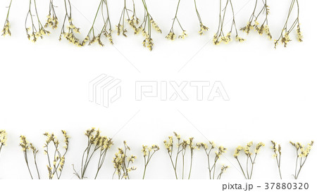 Yellow limonium caspia flowers on white Yellow limonium caspia flowers on white 37880320