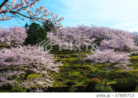 大崎自然公園のさくら　【長崎県東彼杵郡川棚町】 37880713
