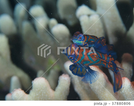 ニシキテグリの産卵 37880806