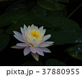 The closeup of white lutus in the pond. 37880955