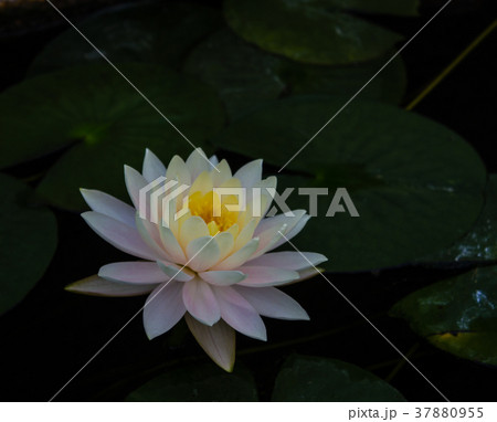 The closeup of white lutus in the pond. The closeup of white lutus in the pond. 37880955