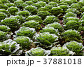 The field of green cabbage in rows on the ground. 37881018