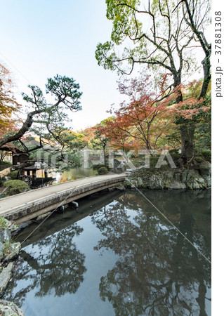 和歌山城の紅葉 37881308