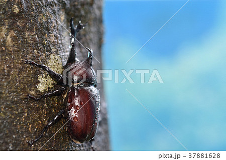 カブトムシ 37881628