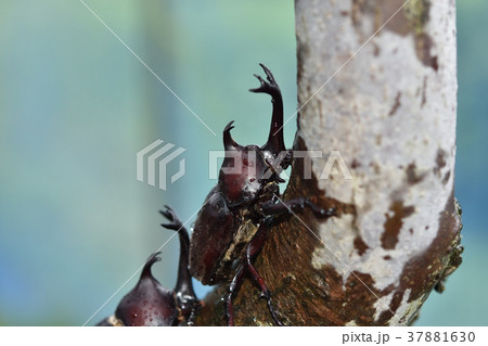 カブトムシ 37881630