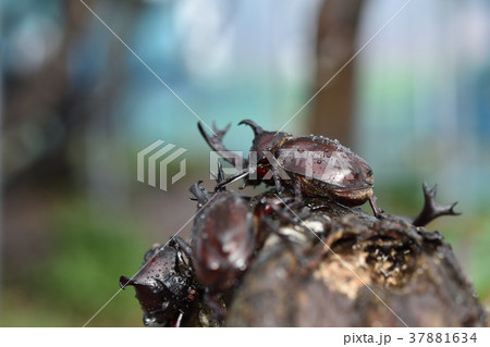 カブトムシ カブトムシ 37881634