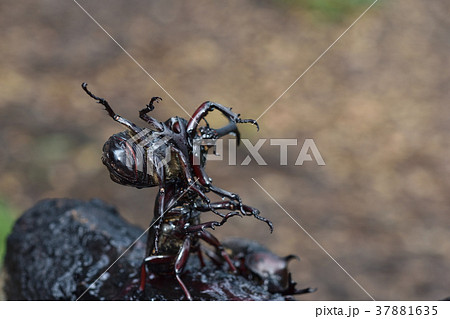 カブトムシ 37881635