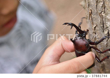 カブトムシ 37881744