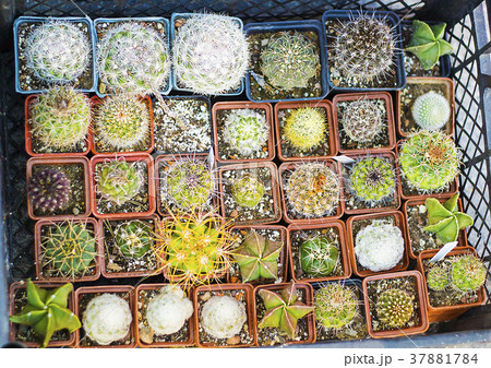 Variety of cactus and succulents in pots top view 37881784