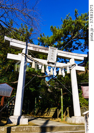 登戸神社　鳥居 37881975