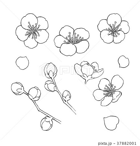 Plum Blossom Material Line Drawing Stock Illustration