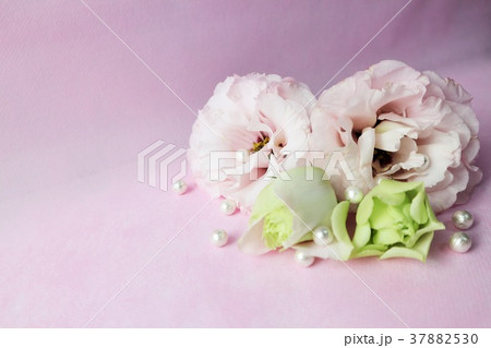 コットンパール 花 綺麗 背景 の写真素材
