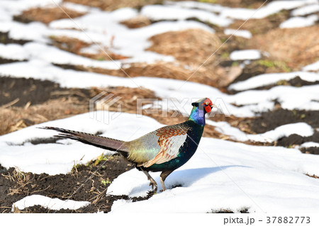 畑に現れた、キジ! 畑に現れた、キジ! 37882773