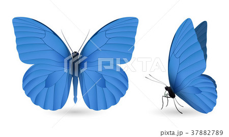 Set of butterflies isolated on white background 37882789