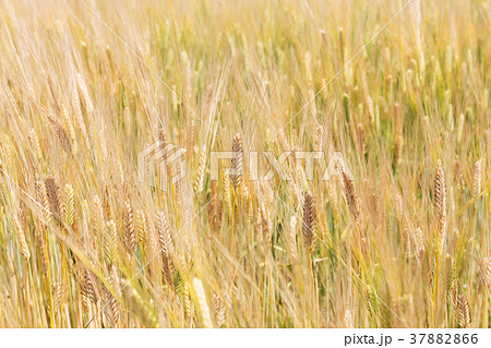 ビール麦　麦畑（5月） 37882866