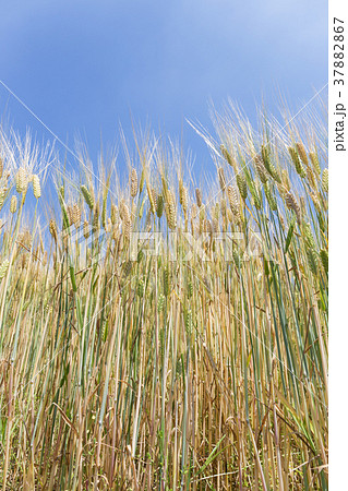 ビール麦　麦畑（5月） 37882867