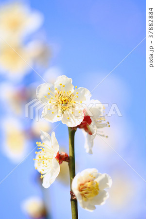 春の梅の花 青空背景 早春の風物詩 和歌山南部梅林 Plum Blossom Close Up の写真素材 3784