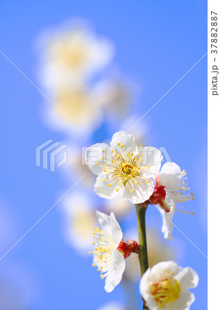 春の梅の花 青空背景 早春の風物詩 和歌山南部梅林 Plum Blossom Close Up の写真素材 3787