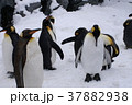 キングペンギン 37882938