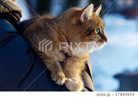 Fluffy red cat is in hands of its owner in winter. Fluffy red cat is in hands of its owner in winter. 37883654