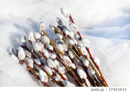 Beautiful pussy-willow branches in snow. 37883655