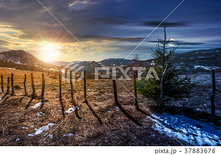 time change concept spruce tree on a hillside 37883678