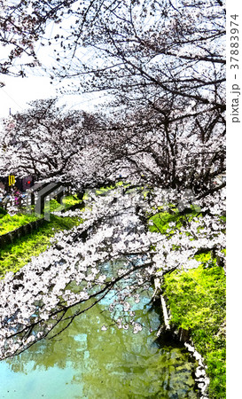 桜 さくら サクラ 37883974