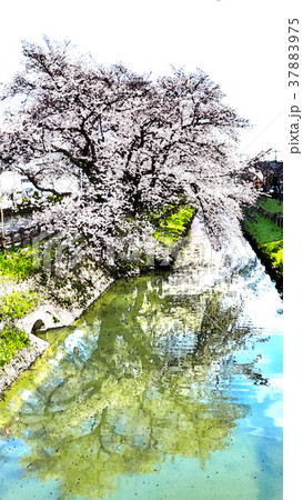 桜 さくら サクラ 37883975