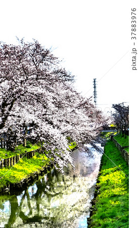 桜 さくら サクラ 37883976