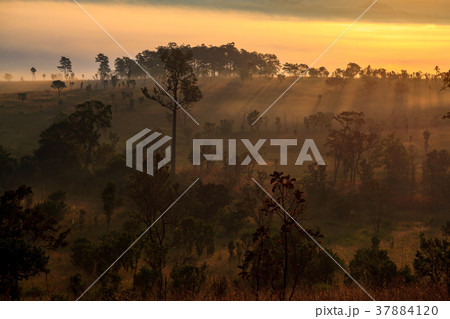 fog in morning sunrise at Thung Salang Luang fog in morning sunrise at Thung Salang Luang 37884120