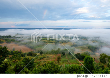 Fog in forest with morning sunrise Fog in forest with morning sunrise 37884142