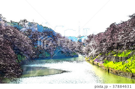 桜 さくら サクラ 37884631