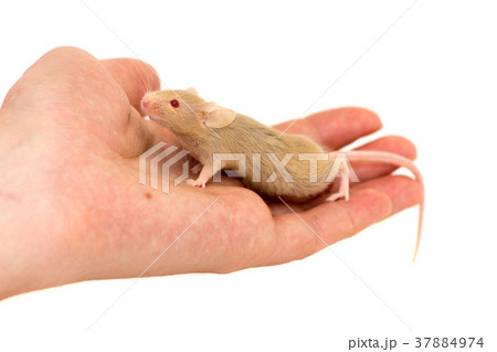 Cute decorative mouse Cute decorative mouse 37884974