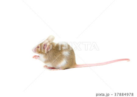 Cute decorative mouse Cute decorative mouse 37884978