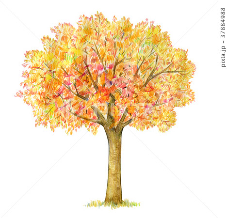 Autumn tree isolated on white. Four seasons. 37884988