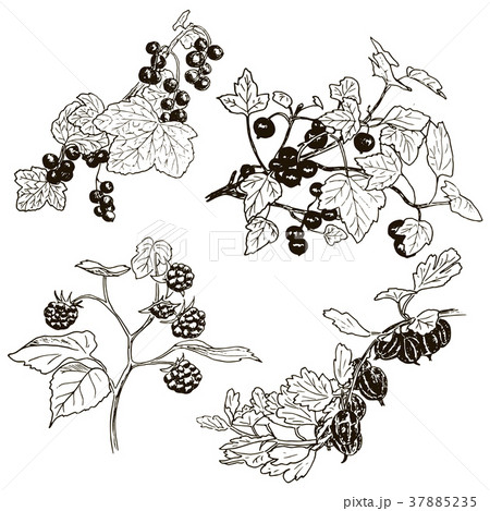 Set Of Berries Sketch Red Currant Black Curruntのイラスト素材