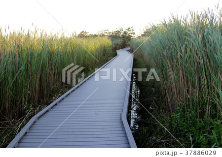 Boardwalk on the way to the Fire Island Lighthouse 37886029