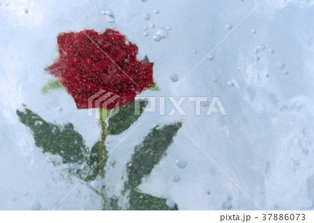 rose, frozen in ice rose, frozen in ice 37886073