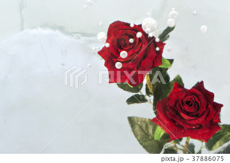 two roses, frozen in ice two roses, frozen in ice 37886075