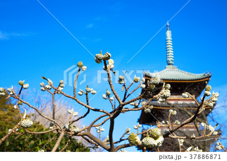 上野東照宮ぼたん苑のミツマタの蕾と五重塔 上野東照宮ぼたん苑のミツマタの蕾と五重塔 37886871