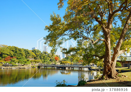 浜離宮恩賜公園の紅葉と湖面に映える景観 浜離宮恩賜公園の紅葉と湖面に映える景観 37886916
